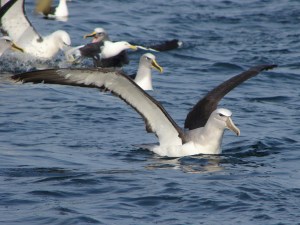 Taiaroa Head  DSC01807 3 10 0 360