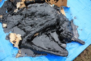 white-capped-albatross (1)